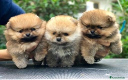 Pomerania perros en venta: pomerania toy - Imagen 1