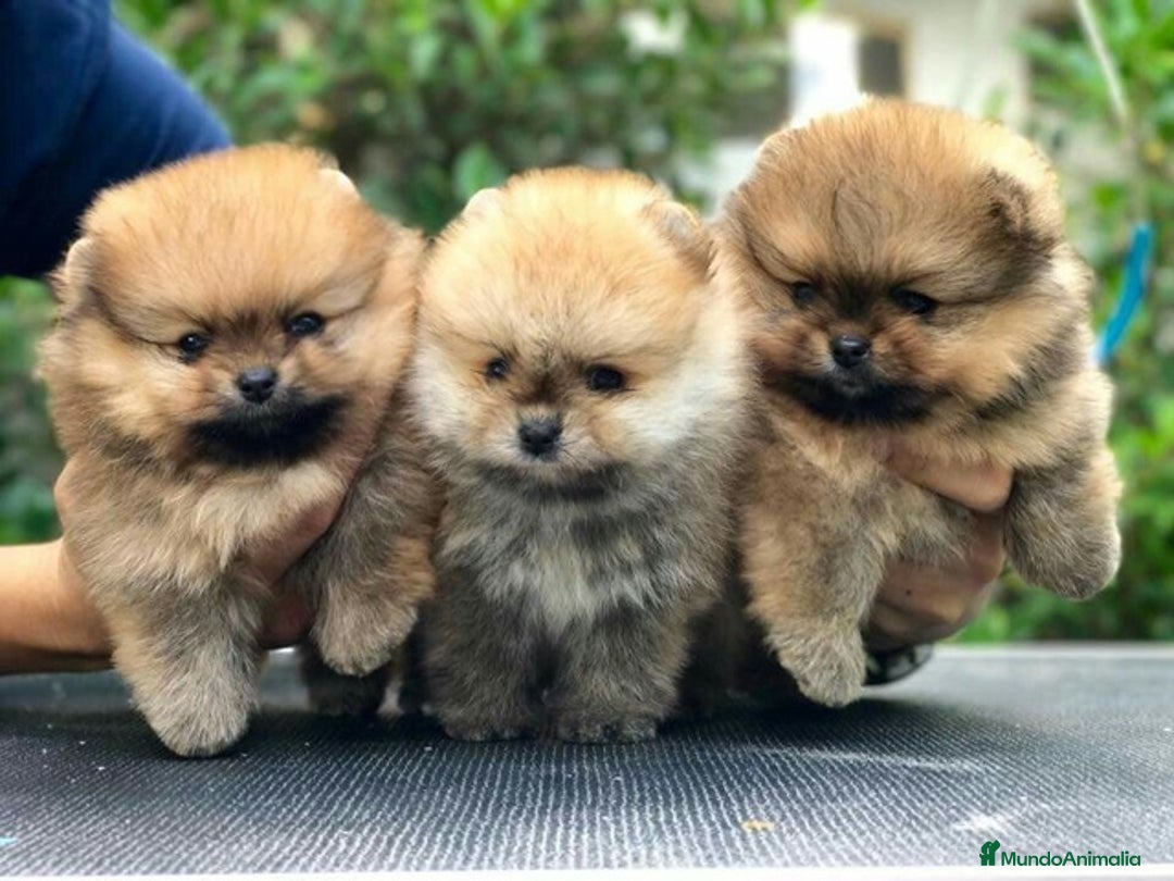Pomerania perros en venta: pomerania toy - Imagen 1
