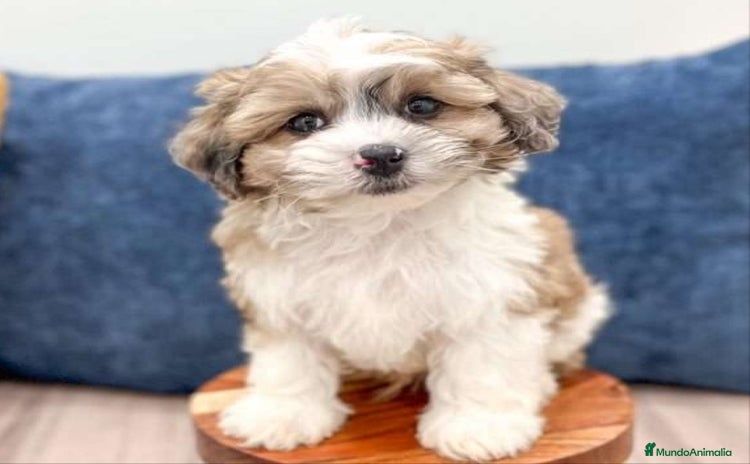 Caniche Toy perros - Anuncio 9