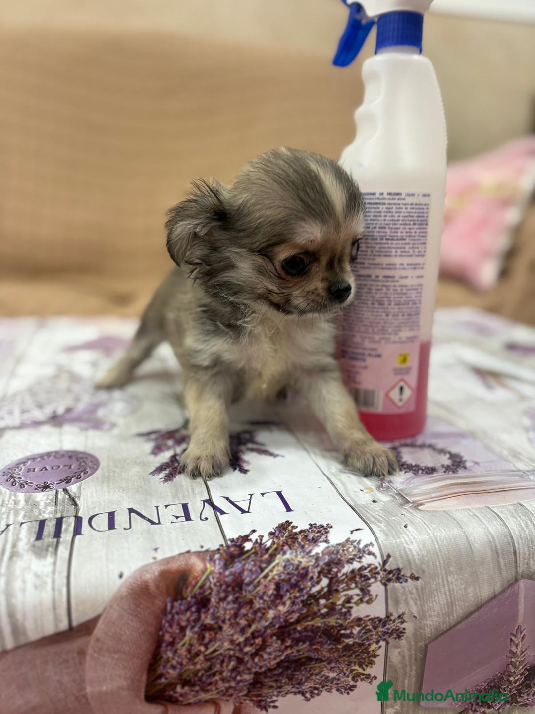 Chihuahua perros en venta: Chihuahua toy pelo largo  - Imagen 3