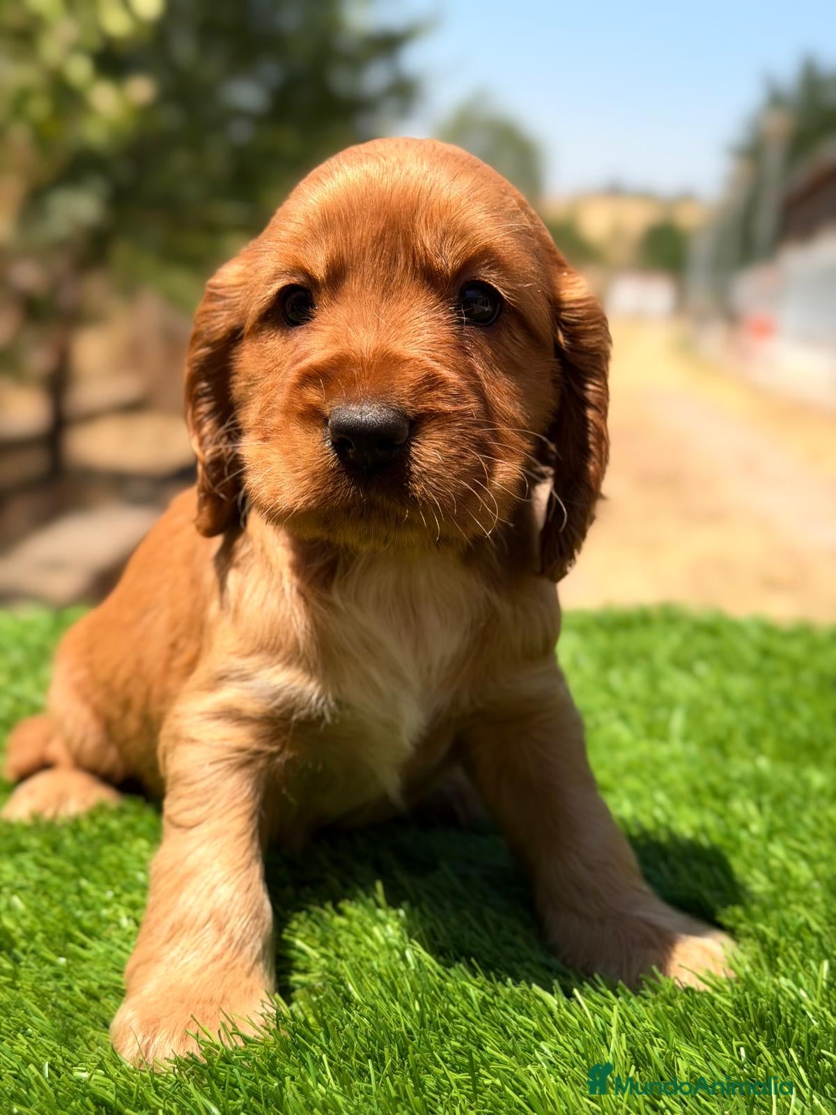 Cocker Spaniel Inglés perros COCKER INGLÉS DORADO - Anuncio 1