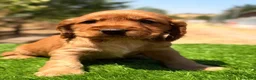 Cocker Spaniel Inglés perros en venta: COCKER INGLÉS DORADO - Anuncio 1