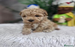 Caniche Toy perros en venta: CANICHE TOY - Anuncio 9