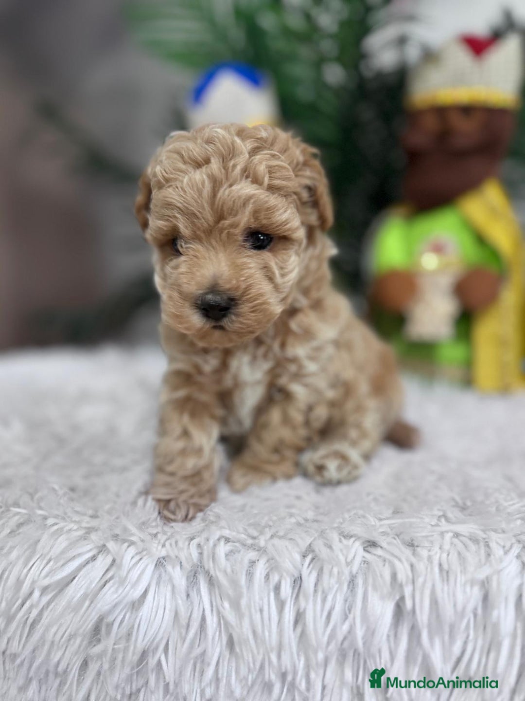 Caniche Toy perros en venta: CANICHE TOY - Anuncio 9