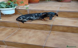Teckel perros en venta: Cachorro teckel arlequín plata  - Imagen 5