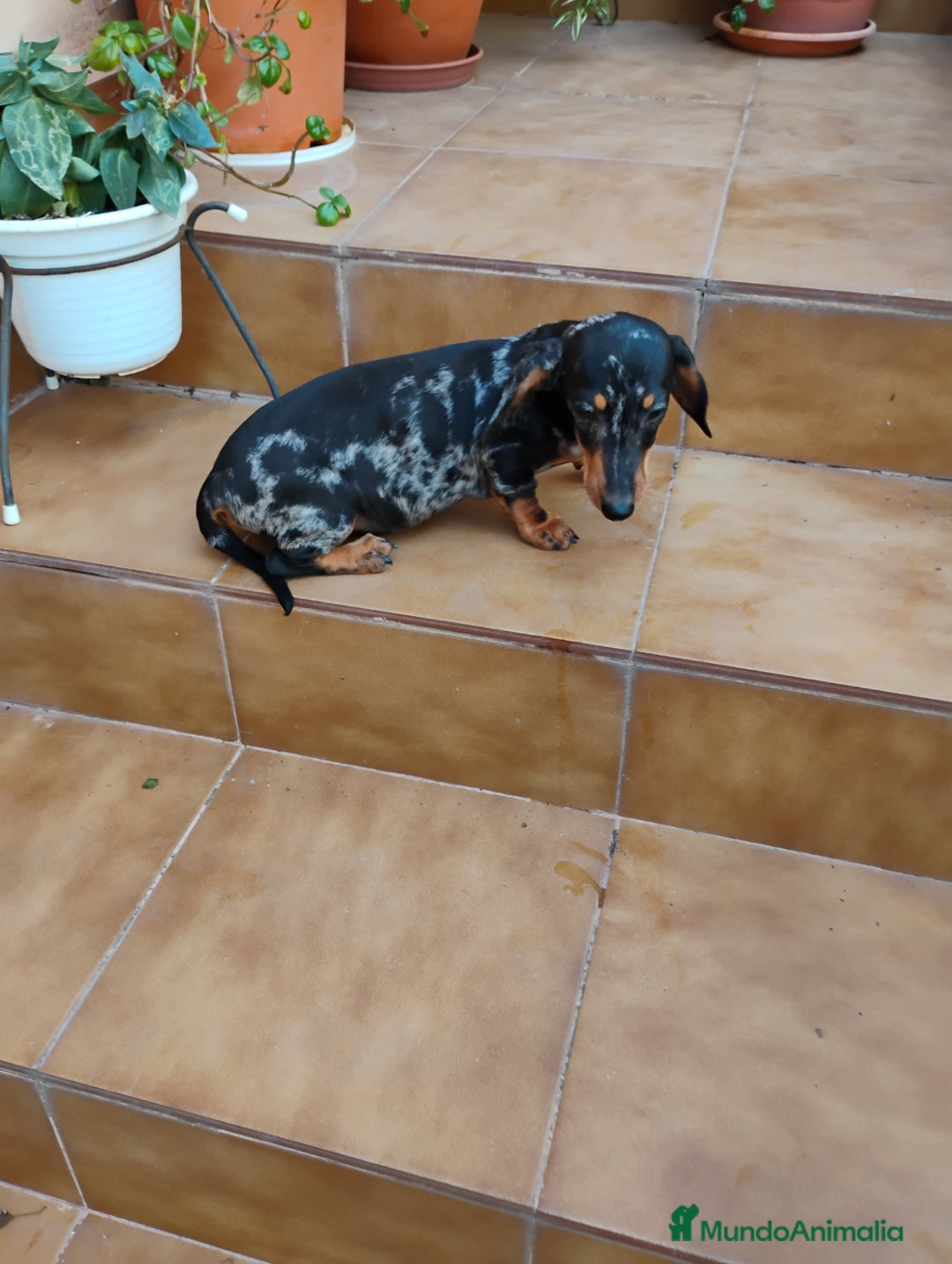 Teckel perros en venta: Cachorro teckel arlequín plata  - Imagen 5