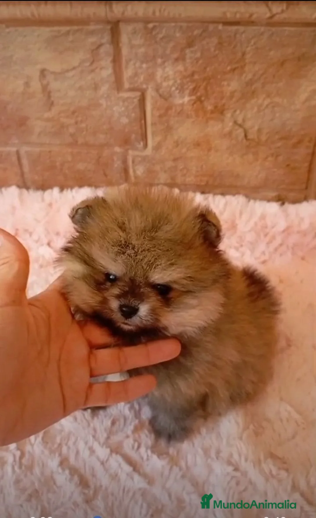Pomerania perros en venta: Lulu pomerania  toy cara de osito . - Anuncio 2