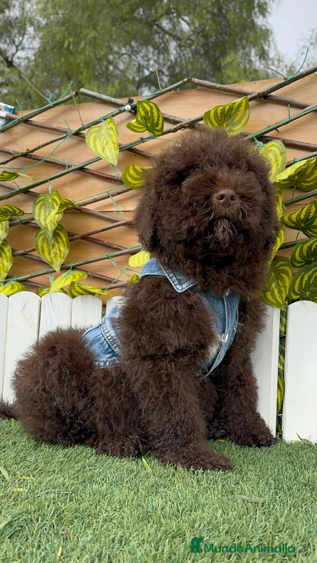 Perro de Agua Español perros en venta: PERRO DE AGUA ESPAÑOL - Anuncio 9