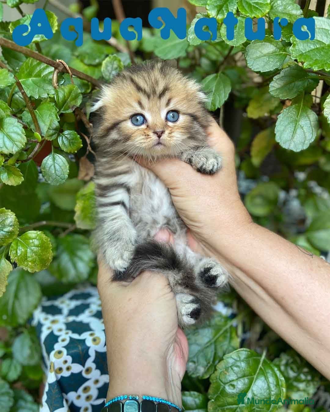 Scottish Fold gatos Scottish Fold Longhair Hembra AQUANATURA - Anuncio 2