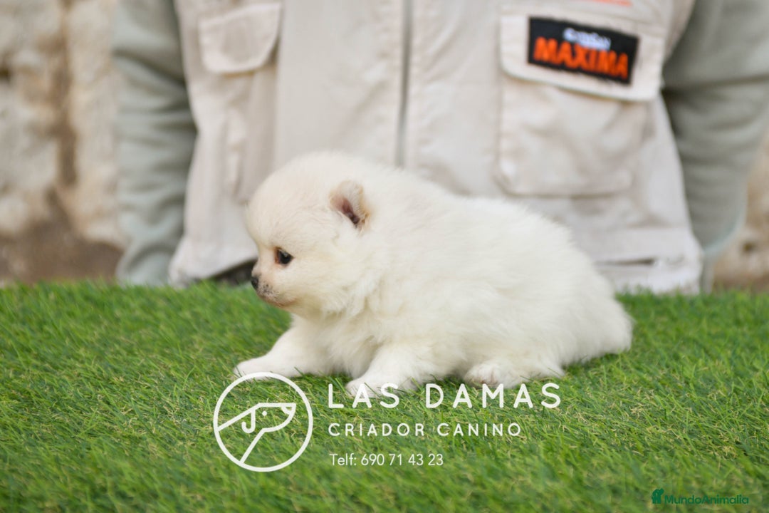 Pomerania perros en venta: Pomeranias disponibles - Imagen 2