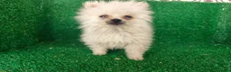 Pomerania perros en venta: Pomerania  - Anuncio 18
