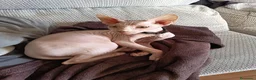 Sphynx gatos en venta: Gato egipcio  - Anuncio 17