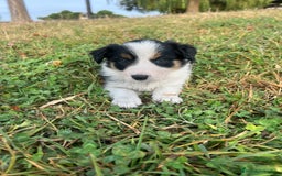 Border Collie perros en venta: Border Collie Calidad - Imagen 11