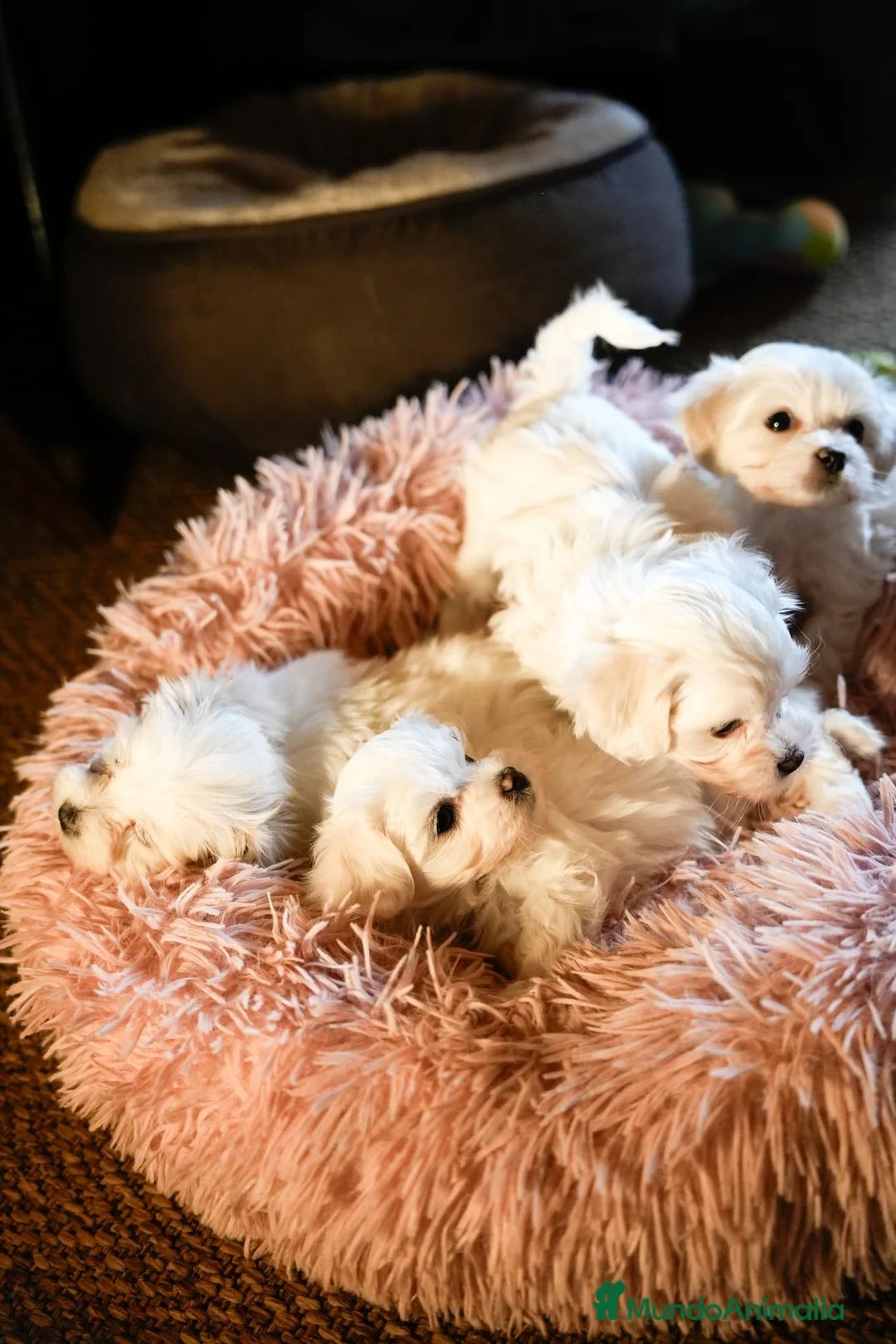 Bichón Maltés perros en venta: Preciosos Bichón Maltés  en Barcelona - Anuncio 6