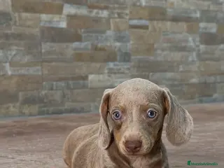 Teckel Miniatura perros Teckel Mini Pelo Corto Isabella - Anuncio 20