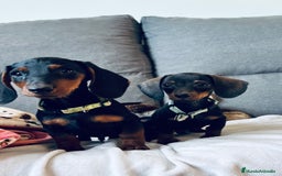 Teckel perros en venta: Teckel miniatura - Imagen 7