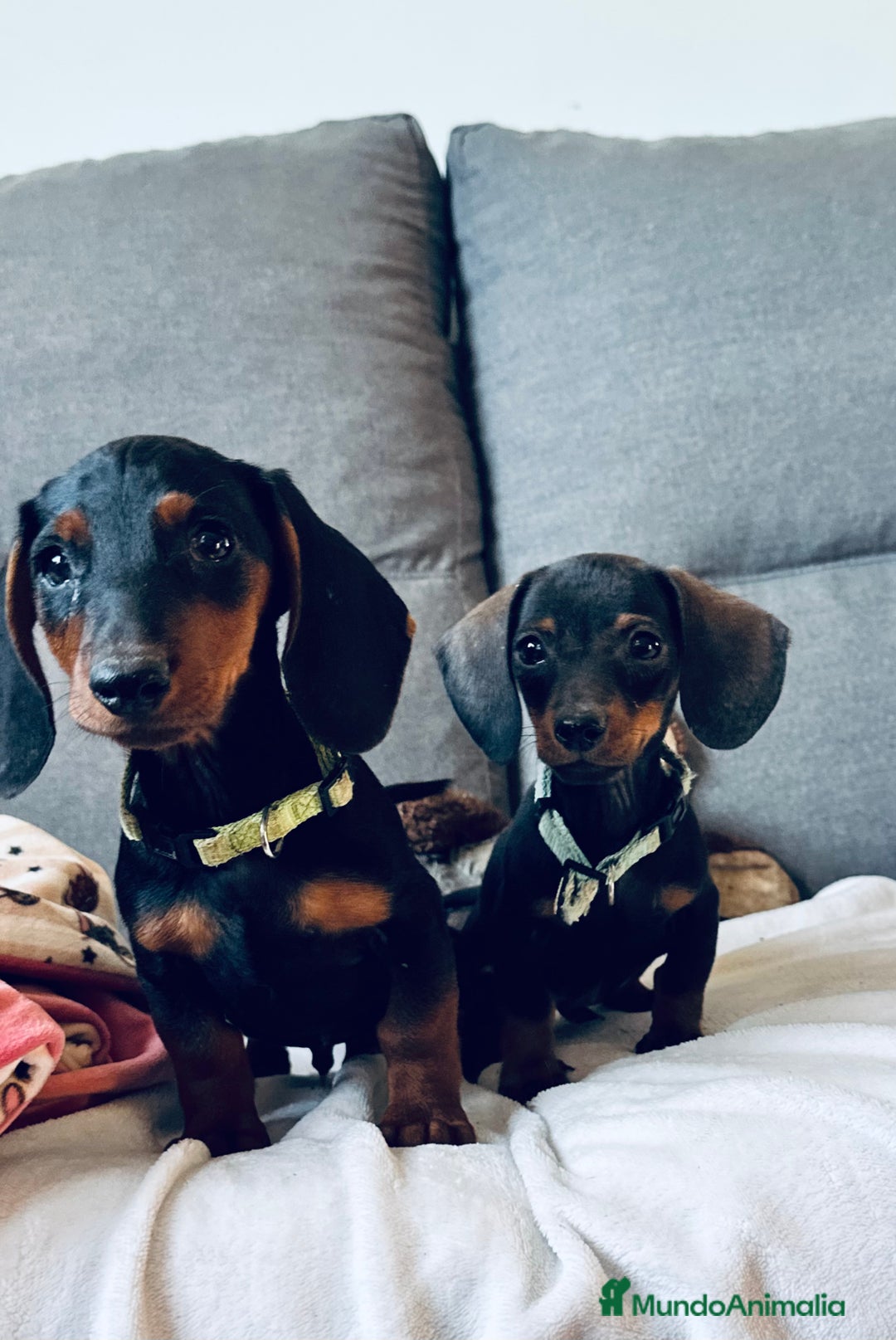 Teckel perros en venta: Teckel miniatura - Imagen 7