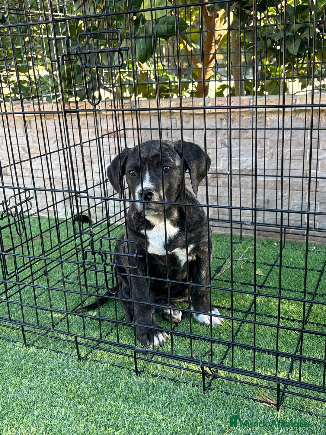 Presa Canario perros en venta: Macho presa canario - Anuncio 3