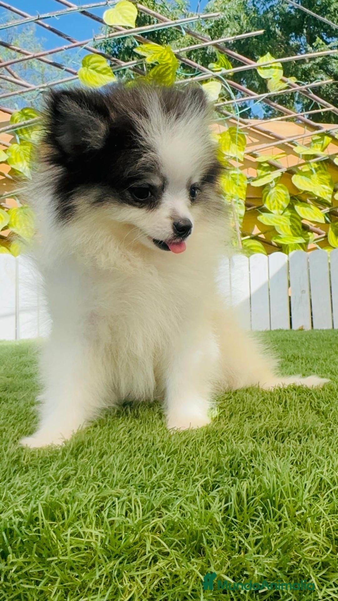 Pomerania perros en venta: POMERANIA HEMBRA ENVIOS A TODA ESPAÑA - Imagen 16