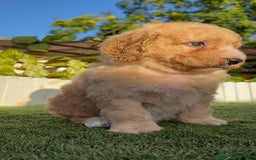 Perro de Agua Español perros en venta: PERRO DE AGUA ESPAÑOL  - Imagen 13