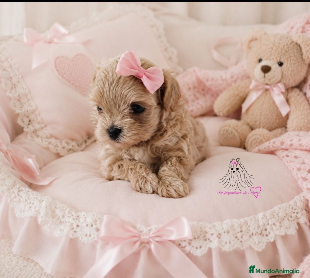 Maltipoo perros MALTIPOO LINEA SIATICA MINIATURA  - Anuncio 3