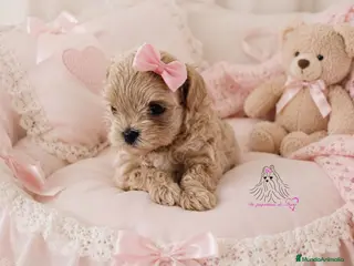 Maltipoo perros MALTIPOO LINEA SIATICA MINIATURA - Anuncio 3