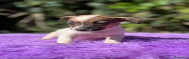 Jack Russell Terrier Cachorro 2