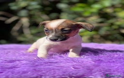 Jack Russell Terrier perros en venta: Jack russell bicolor - Imagen 4