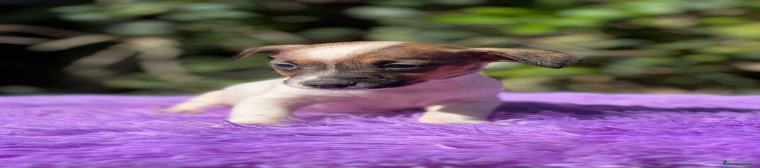 Jack Russell Terrier Cachorro 2
