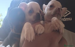 Chihuahua perros en venta: Chihuahua blanco macho  - Imagen 1