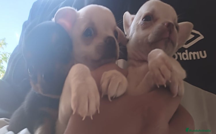 Chihuahua perros - Anuncio 7