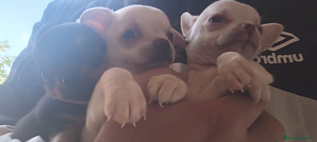 Chihuahua perros en venta: Chihuahua blanco macho  - Imagen 1