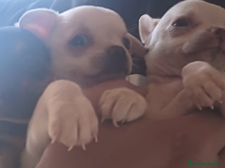 Chihuahua perros - Anuncio 22