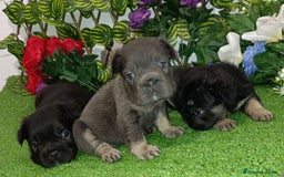 Bulldog Francés perros en venta: Bulldog fluffys y Big rope  - Imagen 2