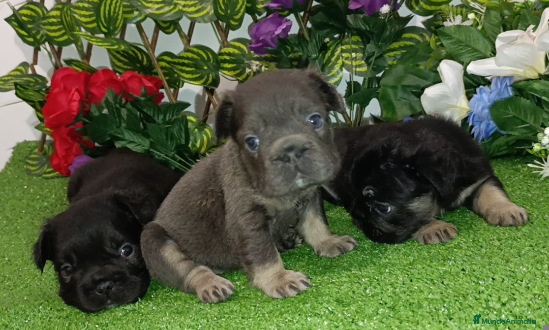Bulldog Francés perros en venta: Bulldog fluffys y Big rope  - Imagen 2