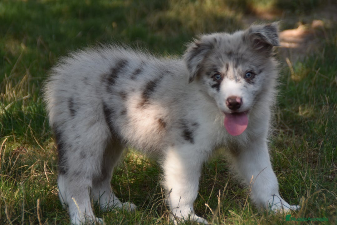 Border Collie perros en venta: MACHO rojo mirlo de Border Collie - Imagen 6