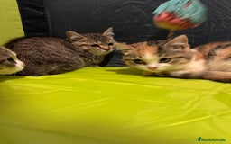 Británico de Pelo Corto gatos en venta: Gatitas British  - Imagen 5