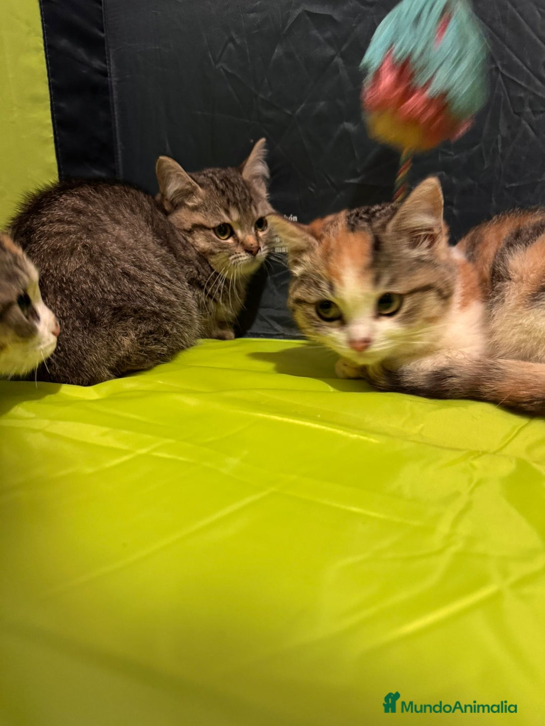 Británico de Pelo Corto gatos en venta: Gatitas British  - Imagen 5