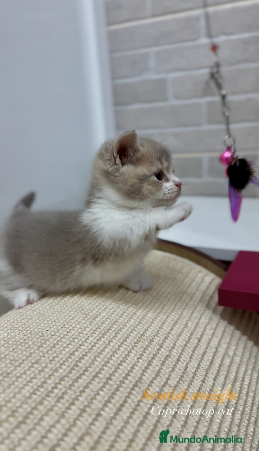 Munchkin gatos en venta: Munchkin gatitos - Anuncio 3