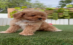 Raza Mixta perros en venta: CANICHE MACHO - Imagen 20