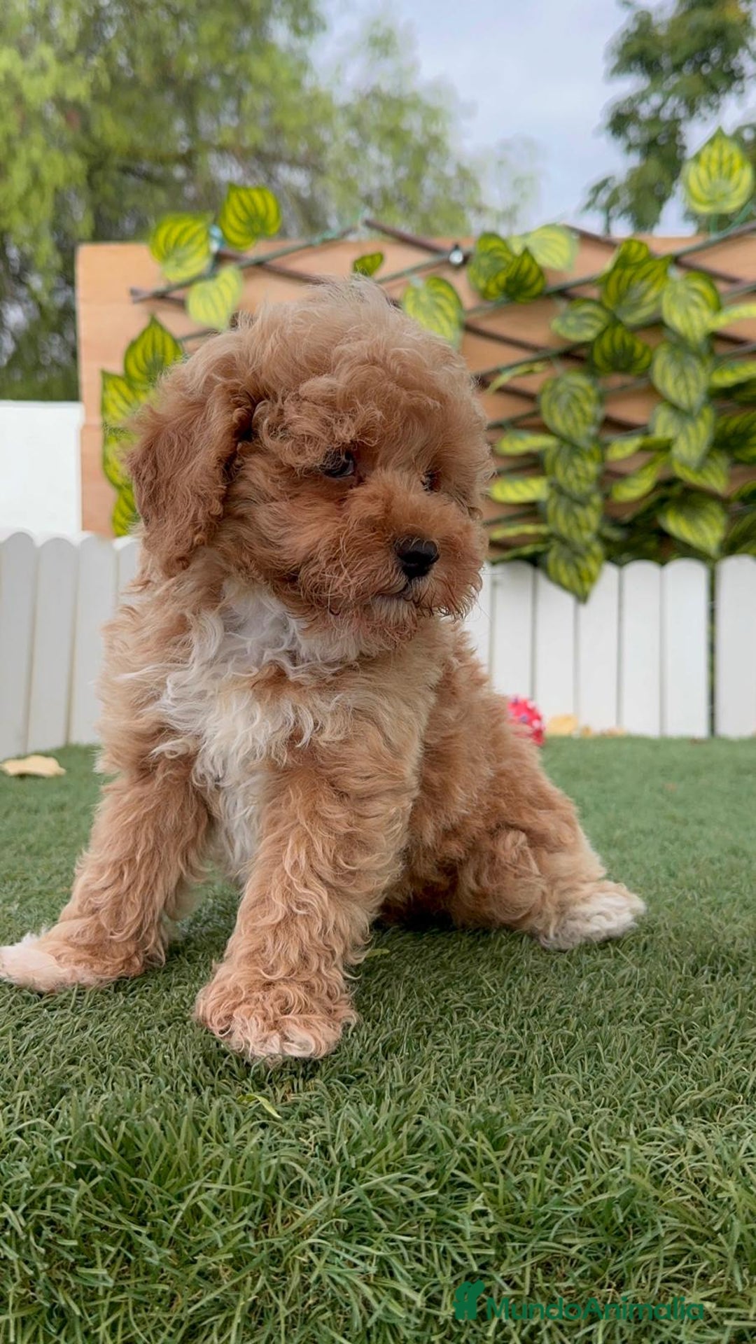 Raza Mixta perros en venta: CANICHE MACHO - Imagen 20