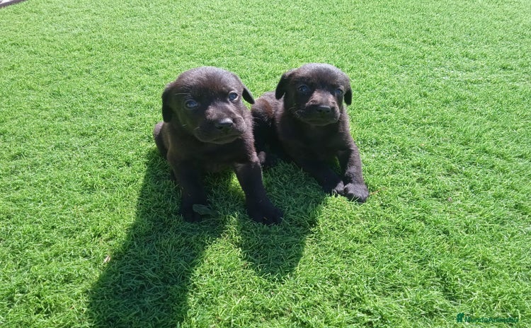 Labrador Retriever perros - Anuncio 3