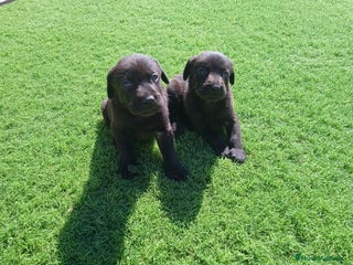 Labrador Retriever perros - Anuncio 1