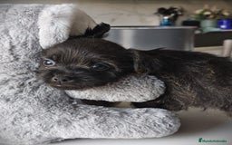 Raza Mixta perros en venta: Cachorro  - Anuncio 4