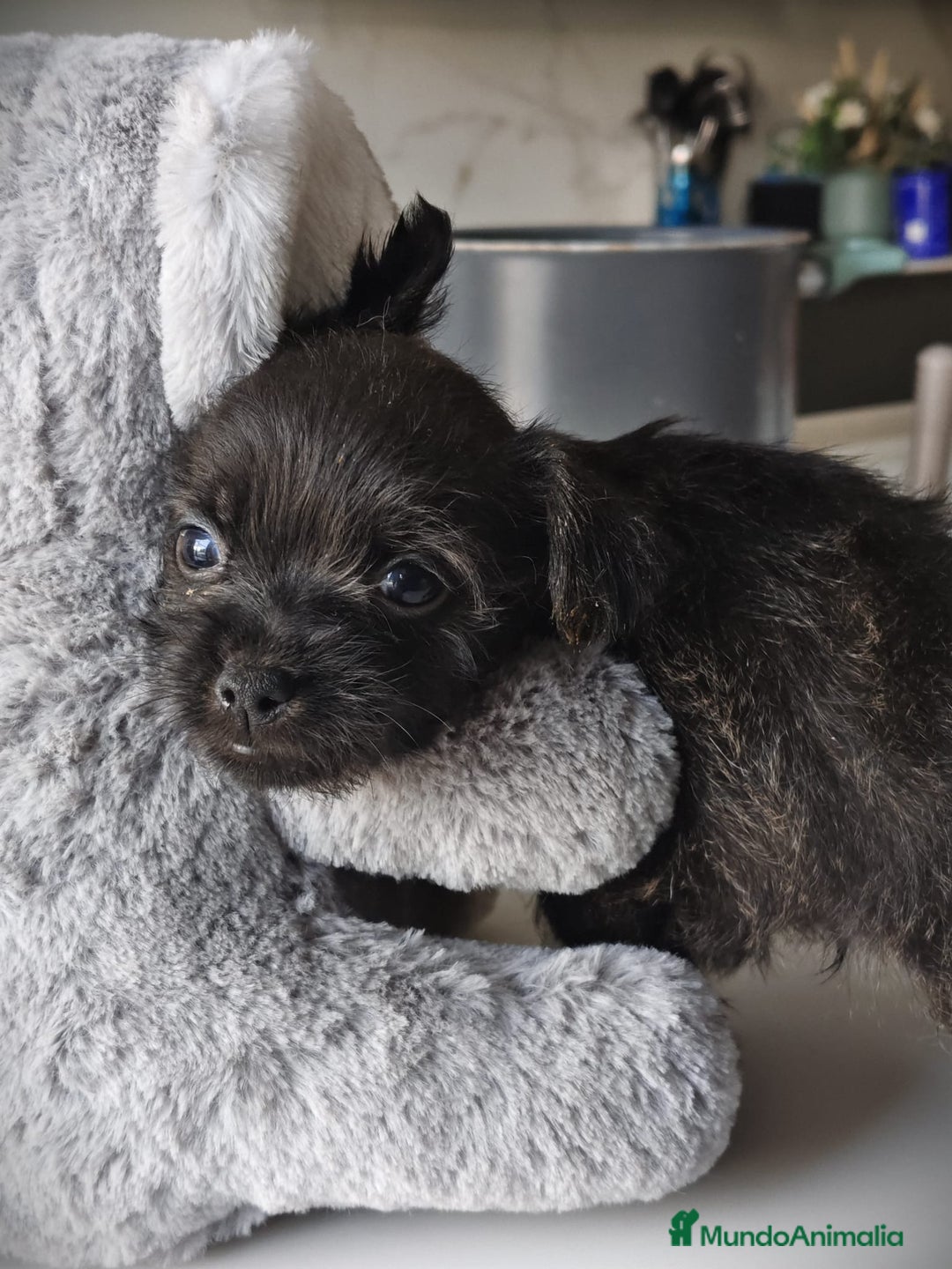 Raza Mixta perros en venta: Cachorro  - Anuncio 4