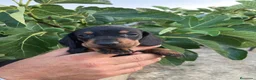 Teckel Miniatura perros en venta:  👑 Teckel Mini Negro Fuego | Financiación Fácil - Anuncio 2