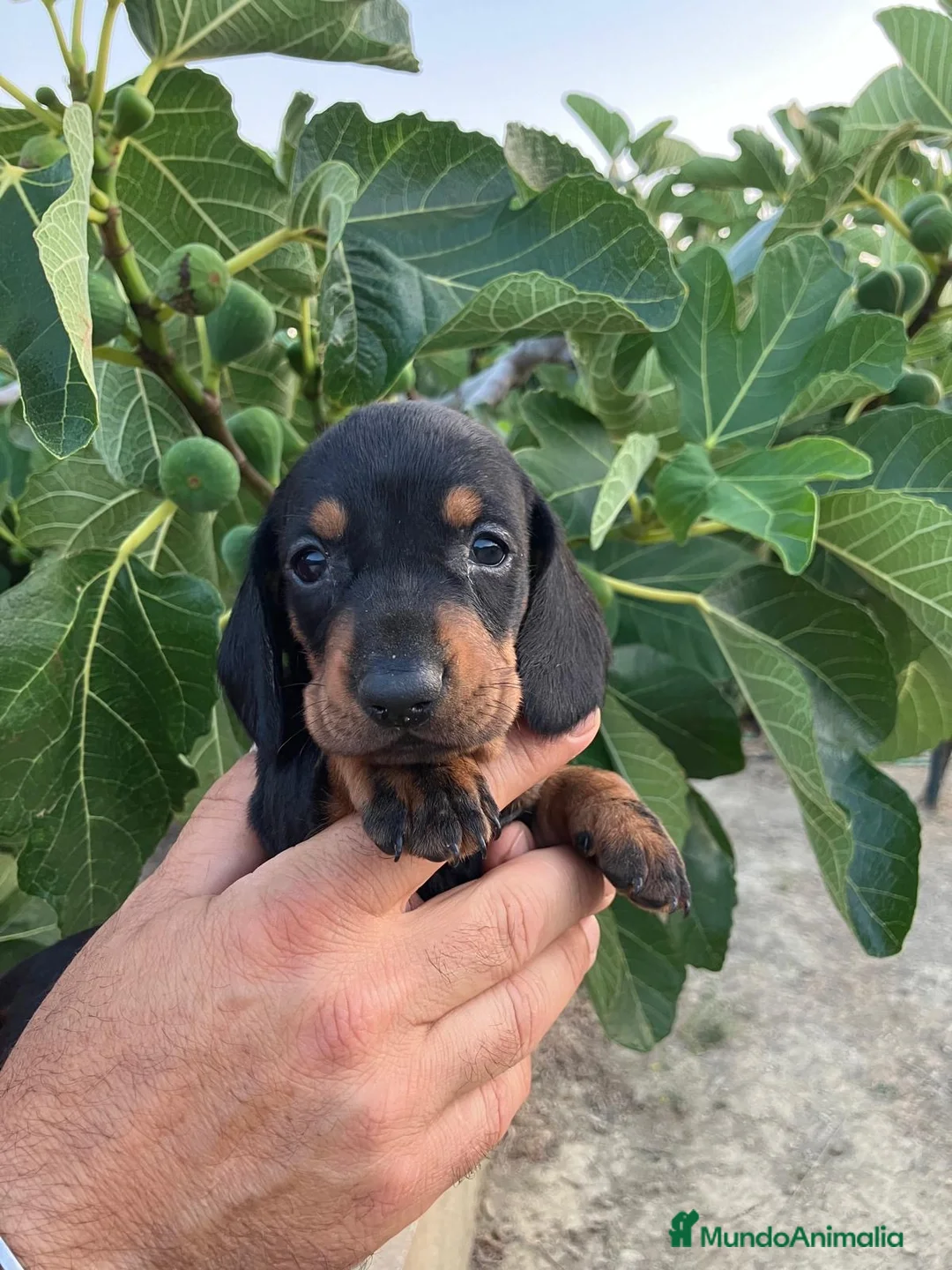 Teckel Miniatura perros en venta:  👑 Teckel Mini Negro Fuego | Financiación Fácil - Anuncio 2