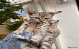 Bengalí gatos en venta: Último macho gatito bengalí snow mink - Imagen 3