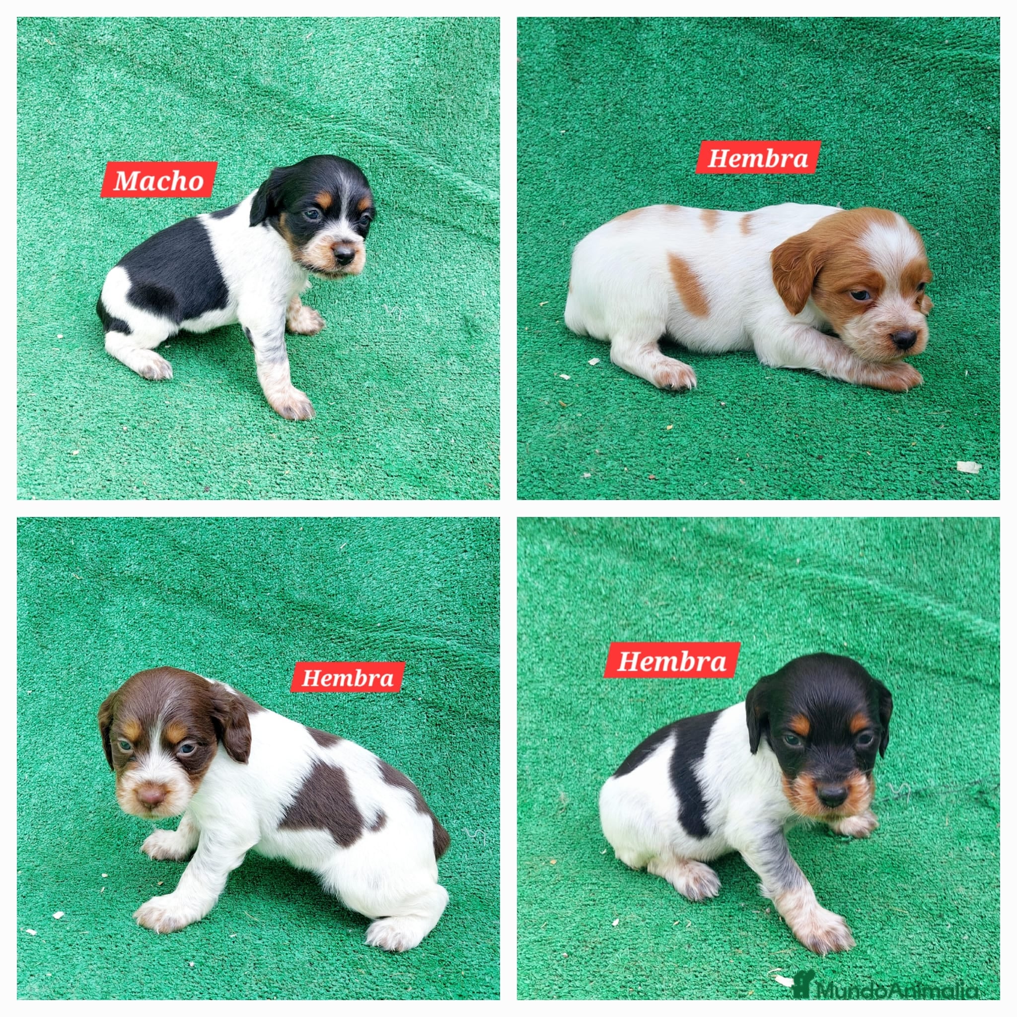 Épagneul Breton perros Spaniel Bretón  - Anuncio 2