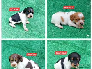 Épagneul Breton perros Spaniel Bretón - Anuncio 3